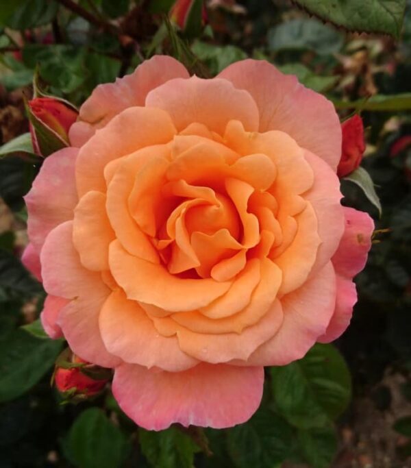 Scent from heaven a wonderful pink and orange blended climbing rose.