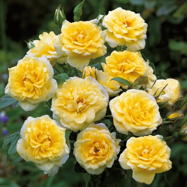 Summertime pastel yellow patio climbing rose.