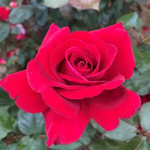 red rose in garden