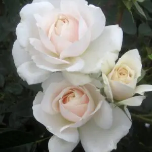 White Cloud is a fabulous white climbing rose. it has a strong fragrance and excellent disease resistance. Fast growing and repeat flowering all summer.