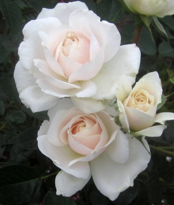 White Cloud is a fabulous white climbing rose. it has a strong fragrance and excellent disease resistance. Fast growing and repeat flowering all summer.