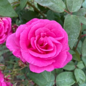 Zephirine Drouhin is a wonderful deep pink thornless climber with a strong fragrance with good health.