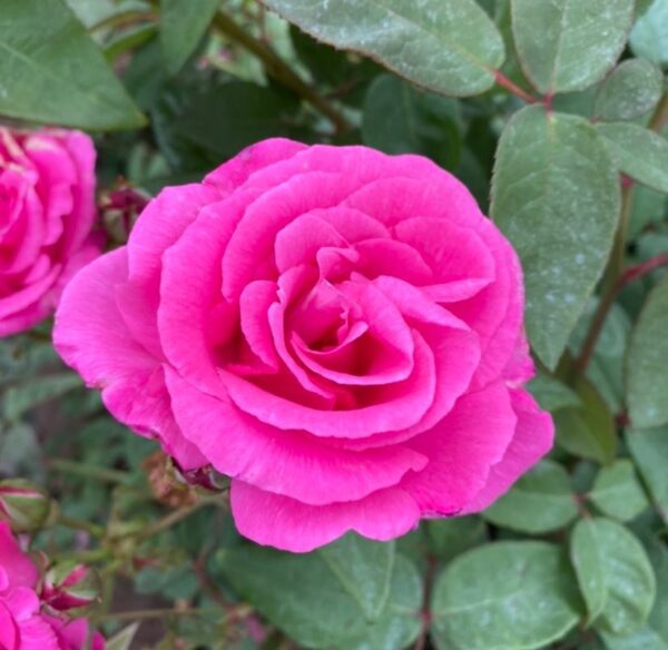 Zephirine Drouhin is a wonderful deep pink thornless climber with a strong fragrance with good health.