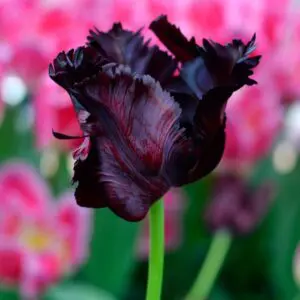 blakc parrot tulip