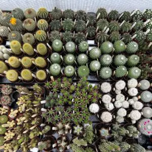 many cacti in pots