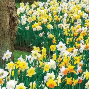 Daffodils