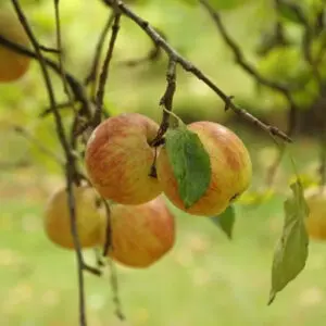 Fruit Trees & Canes