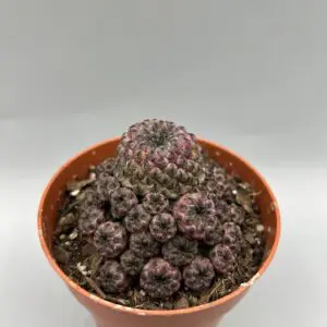 sulcorebutia rauschii