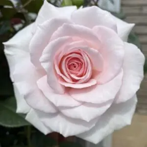 Pale Pink Hybrid Tea Garden Rose. Large flowering rose for boarders or pots in any garden. Healthy