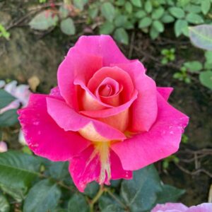 Audrey Wilcox Rose - Deep pink hybrid tea rose