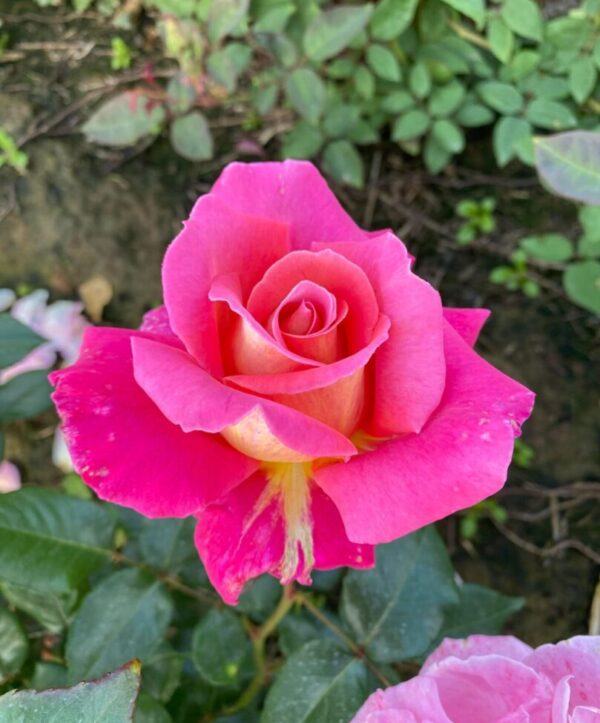 Audrey Wilcox Rose - Deep pink hybrid tea rose