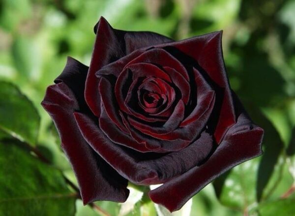 Black Baccara Rose