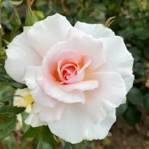 A Whiter Shade of Pale. Stunning large flowering pale pink Hybrid tea garden rose. Excellent vigor and superb disease resistance.