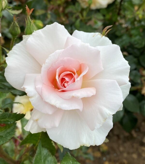 A Whiter Shade of Pale. Stunning large flowering pale pink Hybrid tea garden rose. Excellent vigor and superb disease resistance.