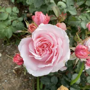 Bride & Groom Bush Rose