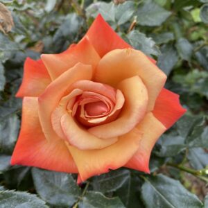 Remember Me - orange hybrid tea bush rose