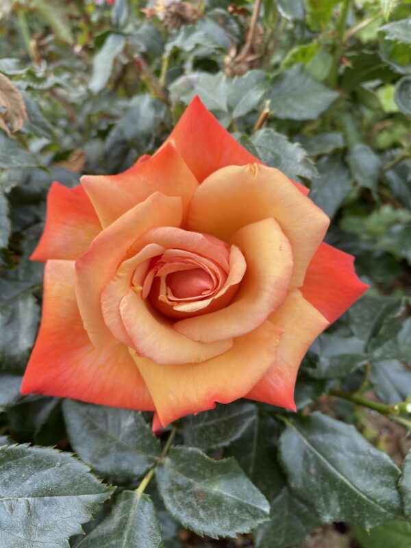 Remember Me - orange hybrid tea bush rose