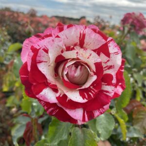 Rock & Roll hybrid tea bush rose