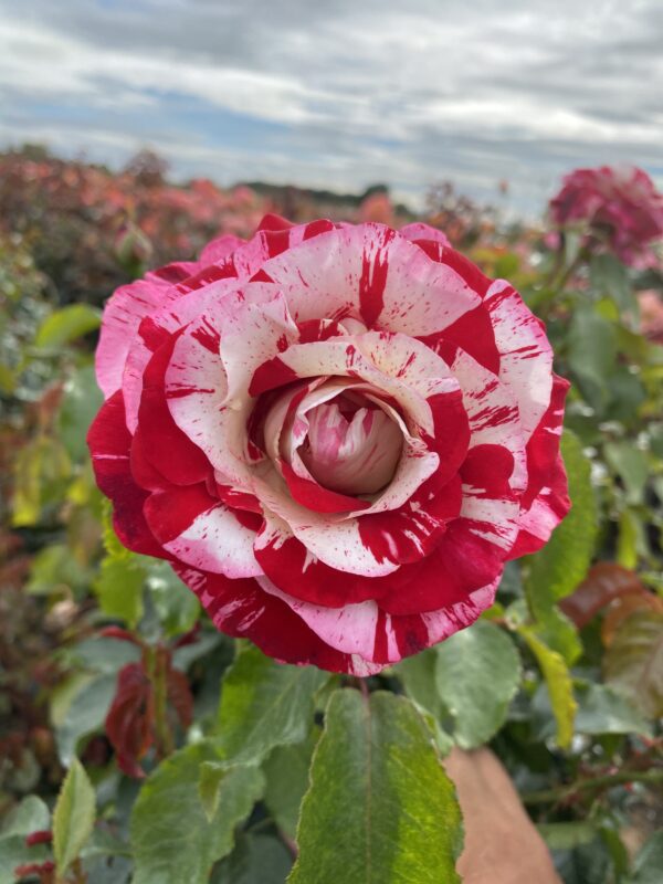 Rock & Roll hybrid tea bush rose