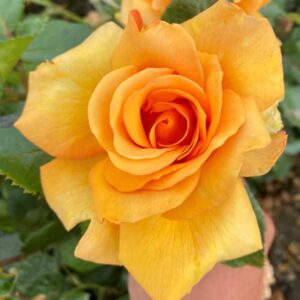 Simply the Best - orange hybrid tea bush rose boasting excellent health and aa strong fragrance