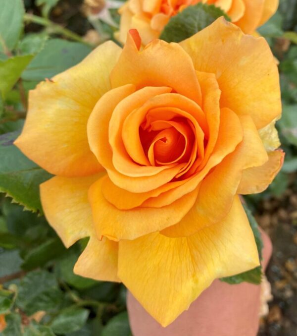 Simply the Best - orange hybrid tea bush rose boasting excellent health and aa strong fragrance