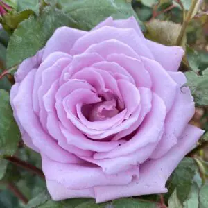 Blue Moon Bush Rose