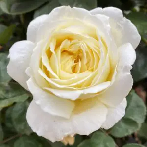 Silver Wedding Hybrid Tea Bush Rose