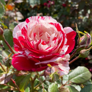 Abracadabra is an enchanting floribunda rose, boasting striking striped blooms in hues of red, yellow, and white. With its bushy-upright growth, it presents a fabulous array of flowers, creating a captivating spectacle in your garden. Glossy dark green foliage on strong, vigorous growth has excellent disease resistance. 