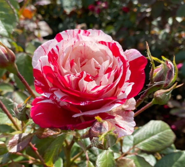 Abracadabra is an enchanting floribunda rose, boasting striking striped blooms in hues of red, yellow, and white. With its bushy-upright growth, it presents a fabulous array of flowers, creating a captivating spectacle in your garden. Glossy dark green foliage on strong, vigorous growth has excellent disease resistance. 