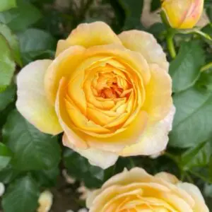 Belle de Jour Yellow/ Orange. Fragrant floribunda bush rose.