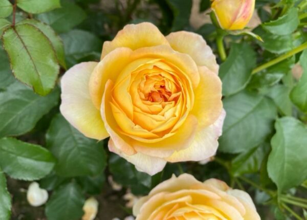 Belle de Jour Yellow/ Orange. Fragrant floribunda bush rose.