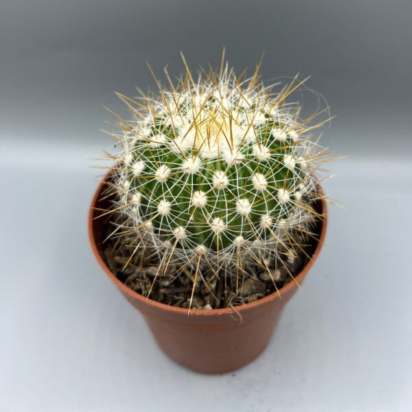 STENOCACTUS ZACATECASENSIS - Stunning Globular Cactus 8.5cm Potted Cacti Plants