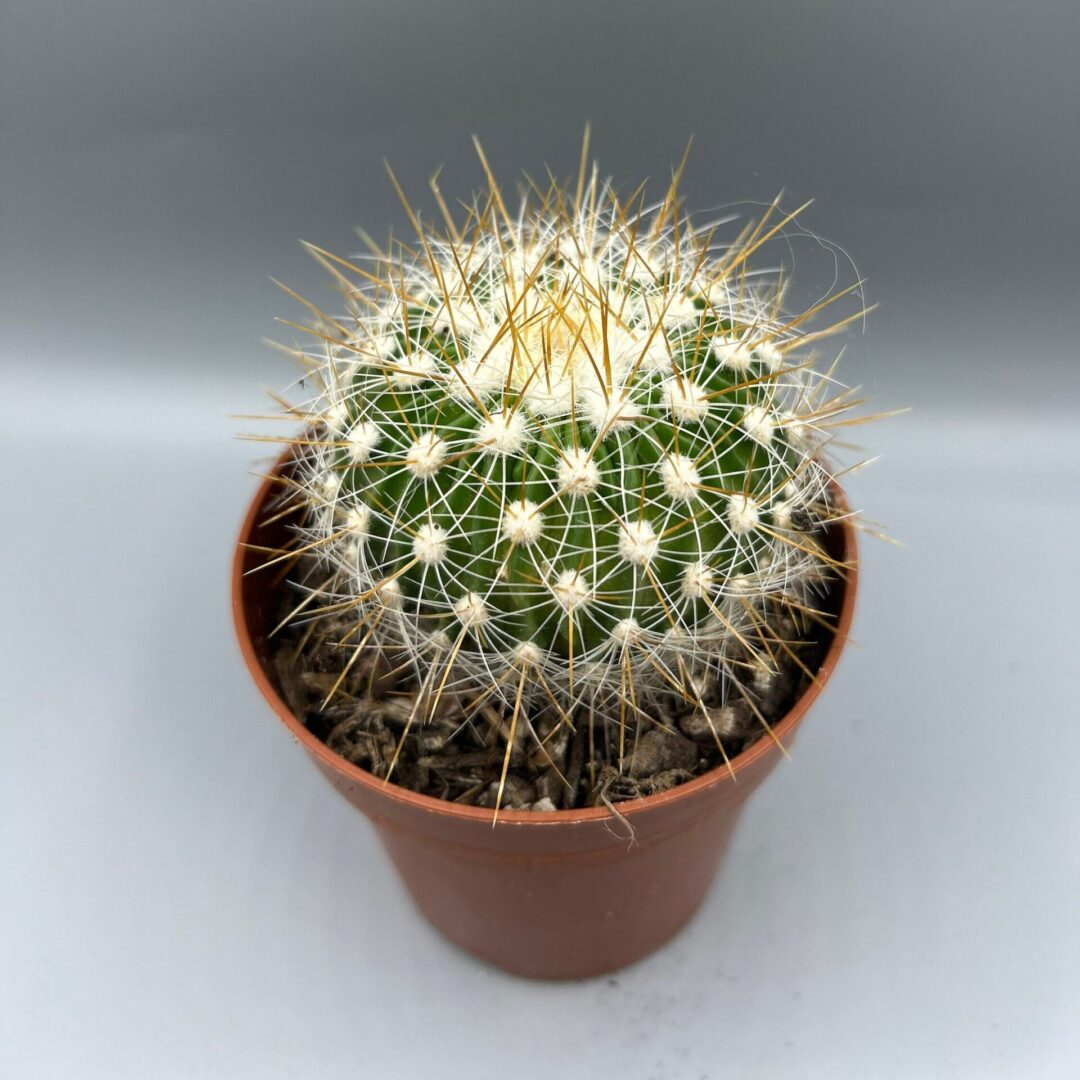 STENOCACTUS ZACATECASENSIS - Stunning Globular Cactus