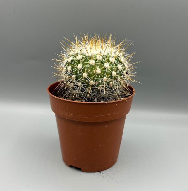 STENOCACTUS ZACATECASENSIS - Stunning Globular Cactus 8.5cm Potted Cacti Plants - Image 2