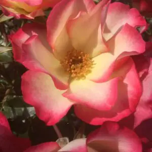 Birthday Girl Bush Rose Red/ White prolific Flowering Floribunda Bush Rose