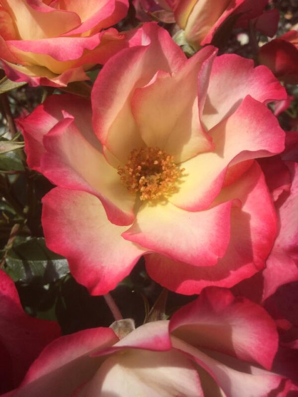 Birthday Girl Bush Rose Red/ White prolific Flowering Floribunda Bush Rose