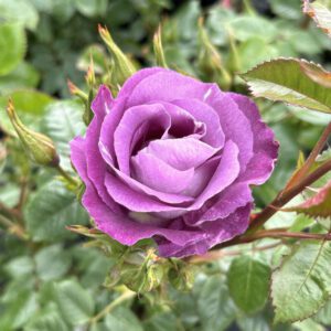 Lilac/ Blue Floribunda garden bush rose