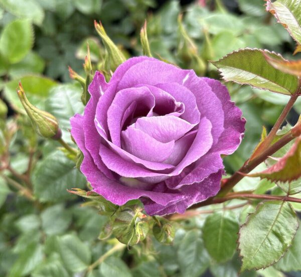 Lilac/ Blue Floribunda garden bush rose