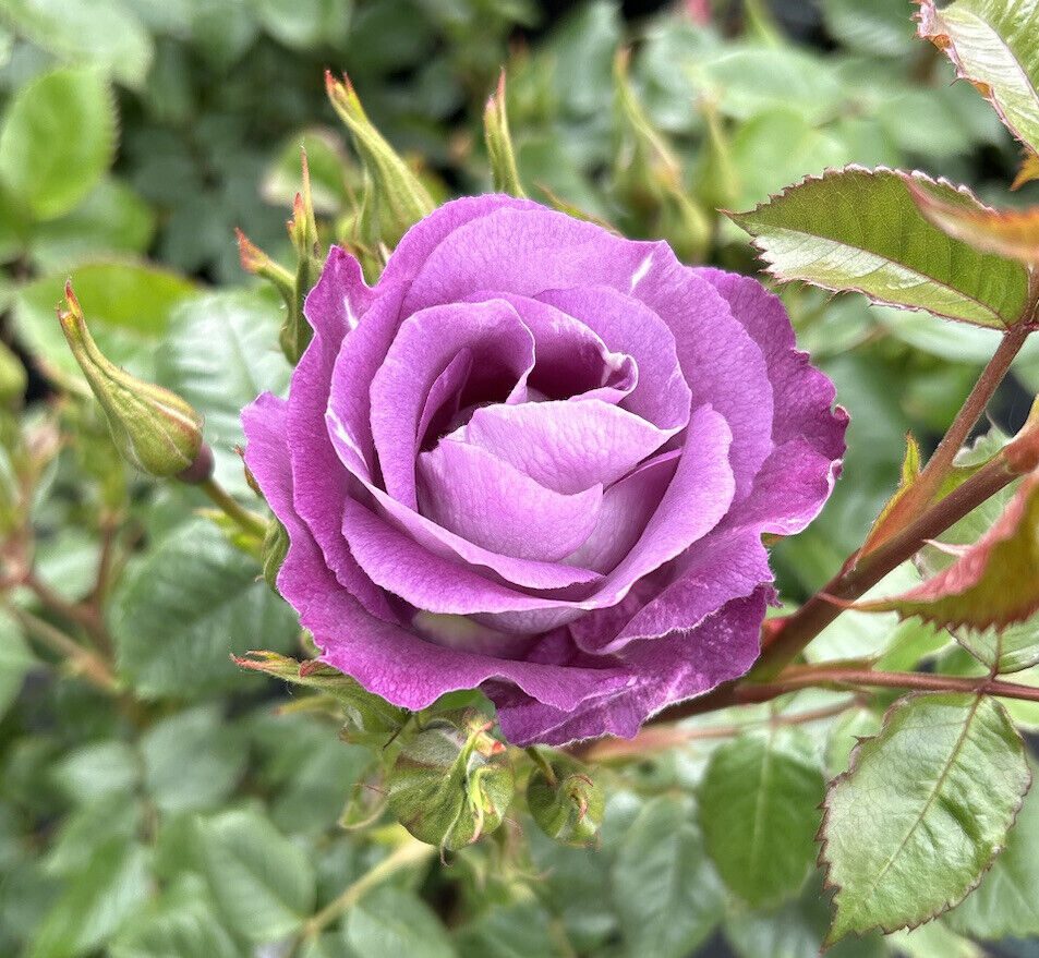 Blue For You | Blue / Lilac Floribunda Rose | Milestone Nurseries