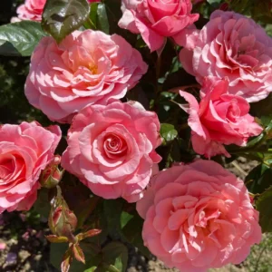 Prolific flowering pink floribunda bush garden rose