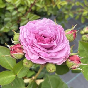 Lavender Ice - Lilac floribunda Rose