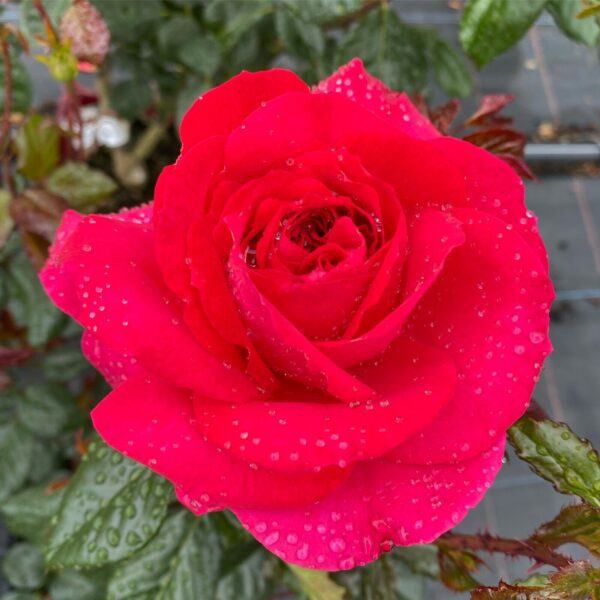 My Dad Glowing red, Fragrant Floribunda garden bush rose.