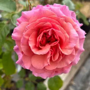 Aloha, a swirling pink climbing rose with a wonderful fragrance and excellent health.