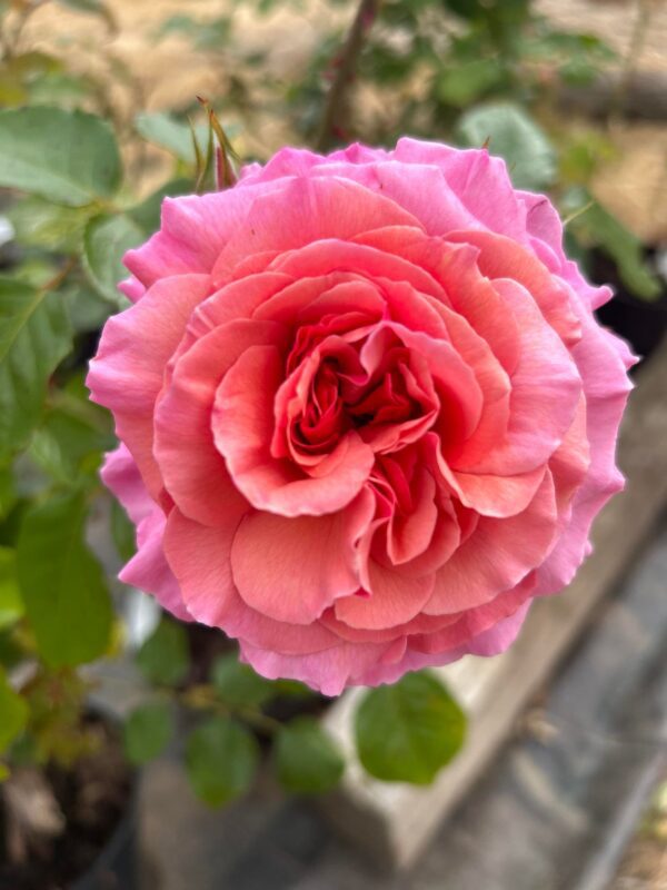 Aloha, a swirling pink climbing rose with a wonderful fragrance and excellent health.