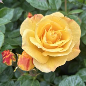 Climbing Arthur Bell is a fast growing yellow climber with a good fragrance and excellent health.