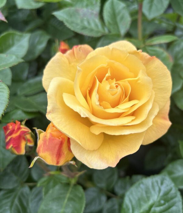 Climbing Arthur Bell is a fast growing yellow climber with a good fragrance and excellent health.