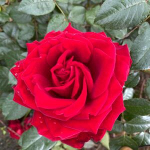 Crimson cascade flowers on mass fragrant large red blooms all summer,. Fast growing very healthy growth.