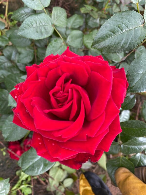 Crimson cascade flowers on mass fragrant large red blooms all summer,. Fast growing very healthy growth.