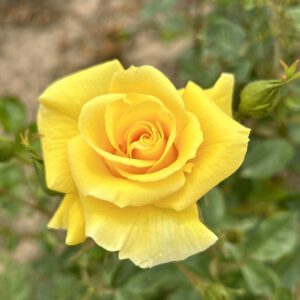 Gardeners Glory produces fragrant deep yellow blooms all summer and has excellent resistance to disease.