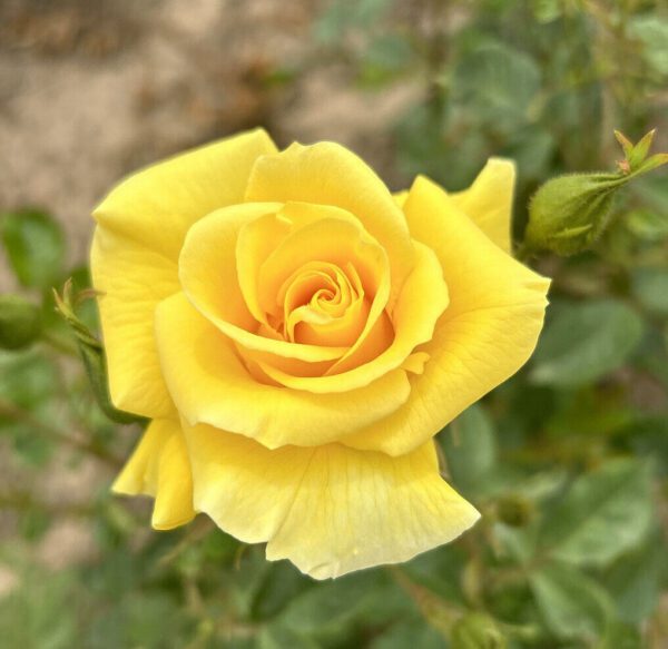 Gardeners Glory produces fragrant deep yellow blooms all summer and has excellent resistance to disease.